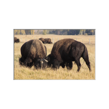 Bison at Play